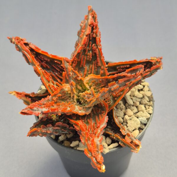 Aloe TCT híbrido