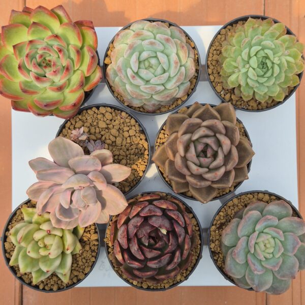 Colección Rosetas Exclusivas