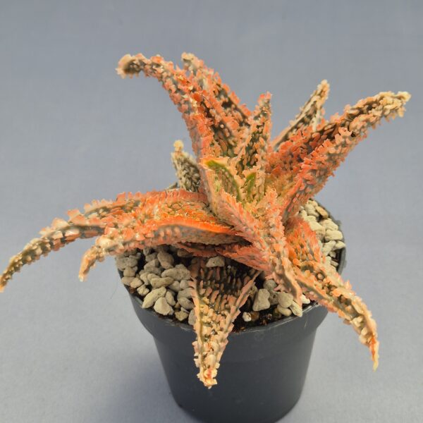 Aloe TCT híbrido