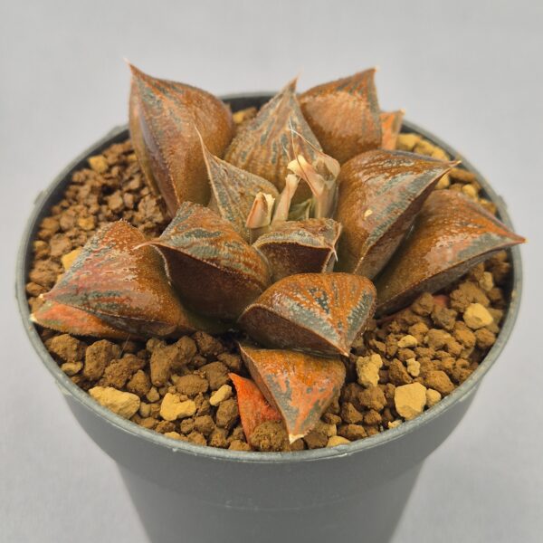 Haworthia híbrida 027
