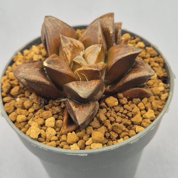 Haworthia híbrida 029