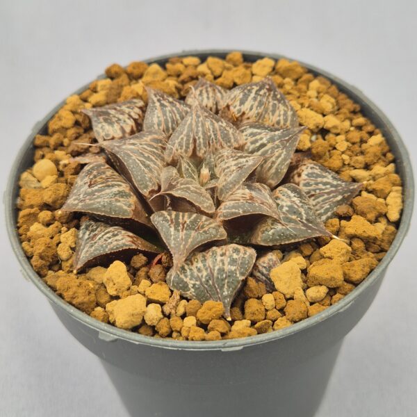 Haworthia híbrida 040