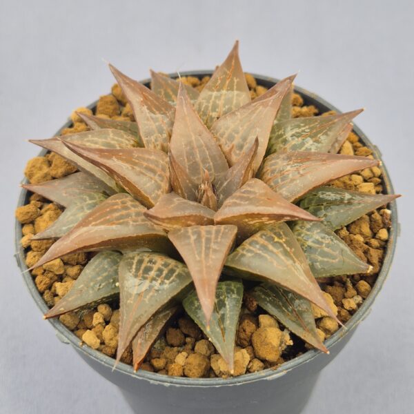 Haworthia híbrida 041