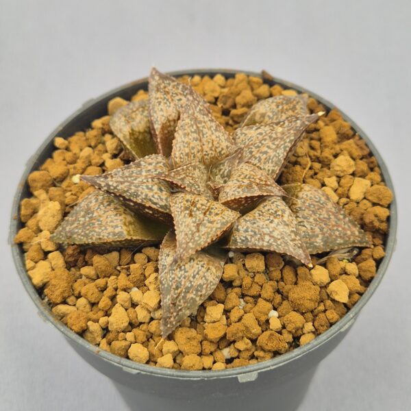 Haworthia híbrida 042