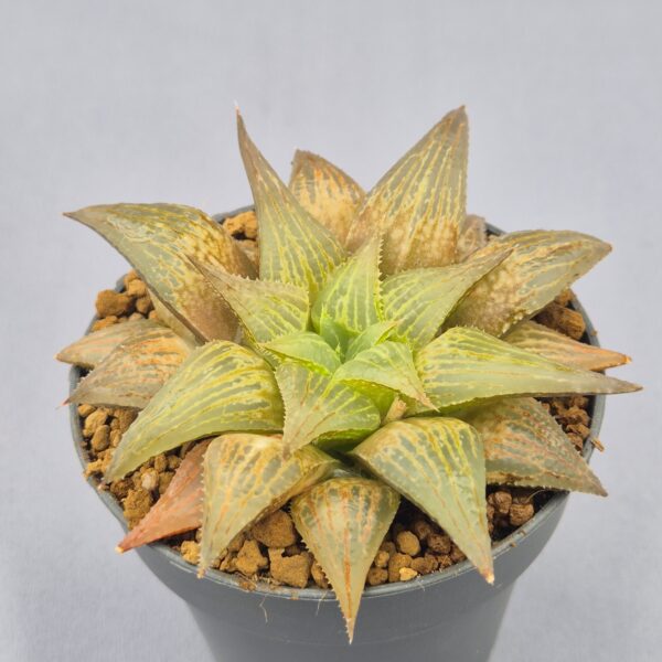 Haworthia híbrida 043