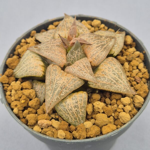 Haworthia híbrida 044