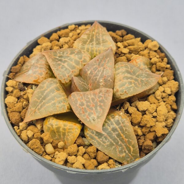 Haworthia híbrida 045