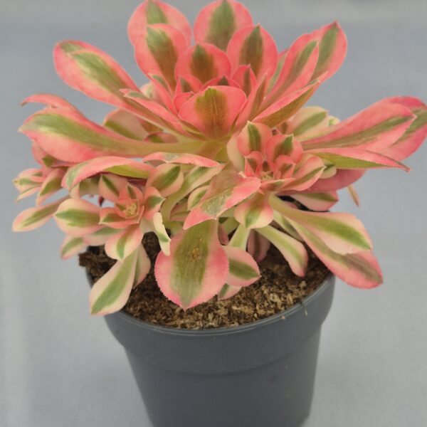Aeonium Pink Which