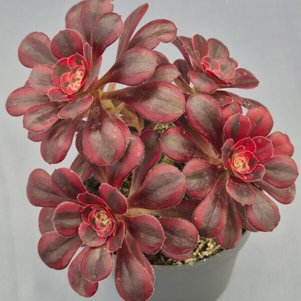 Aeonium Chanel