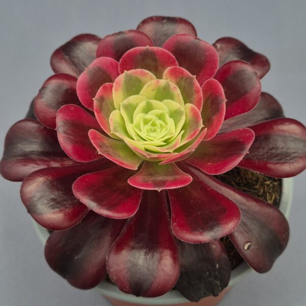 Aeonium Medusa