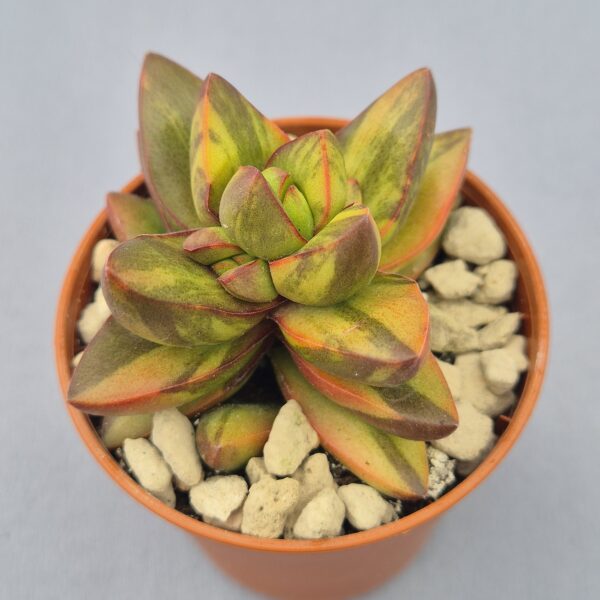 Crassula Ben variegata