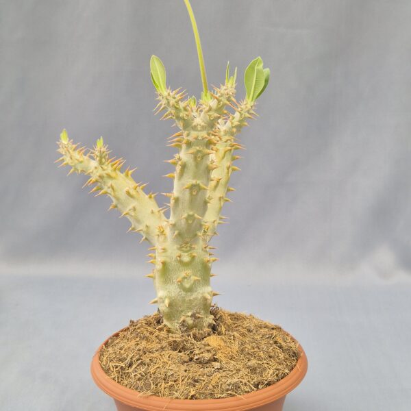 Pachypodium horombense