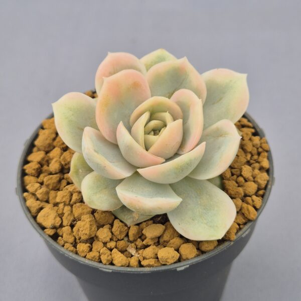 Echeveria Blue Surprise variegata