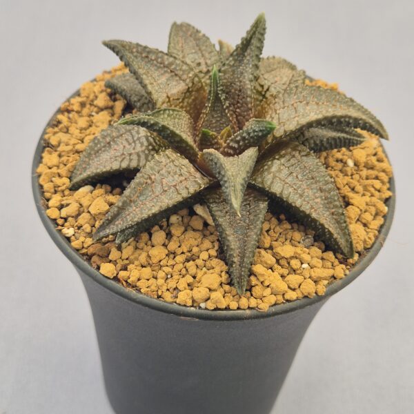 Haworthiopsis koelmaniorum híbrida
