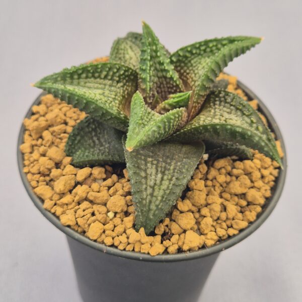 Haworthiopsis koelmaniorum híbrida