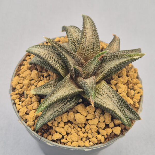 Haworthiopsis koelmaniorum híbrida