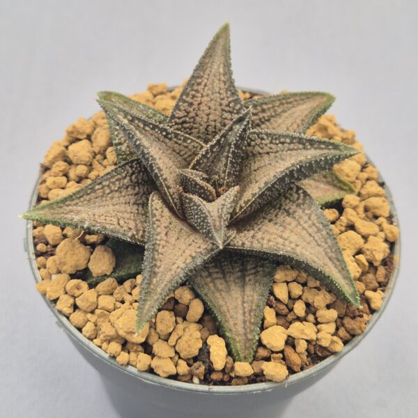 Haworthiopsis koelmaniorum híbrida