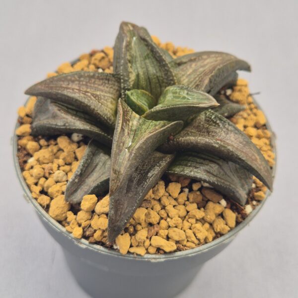 Haworthiopsis koelmaniorum híbrida