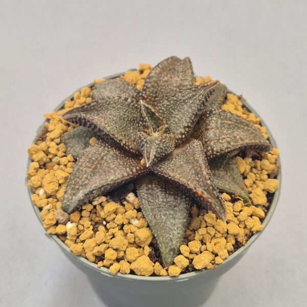 Haworthiopsis híbrida K-15