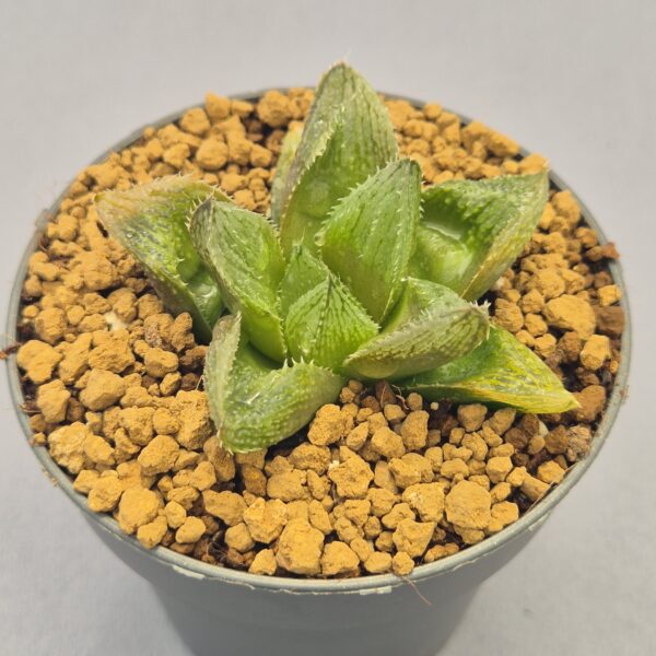Wedding Bell Haworthia híbrida