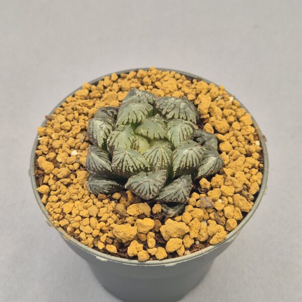 Tokumaru Black Gyokuro Haworthia Obtusa híbrida ex. Taiwan