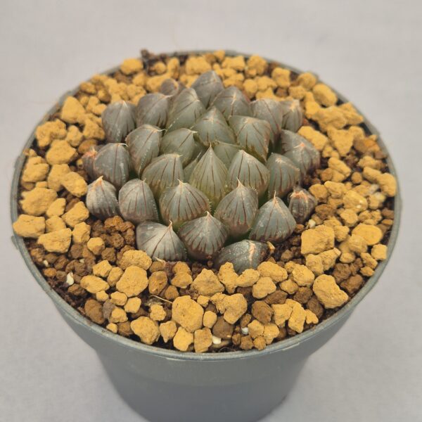 Black Obtusa Haworthia híbrida