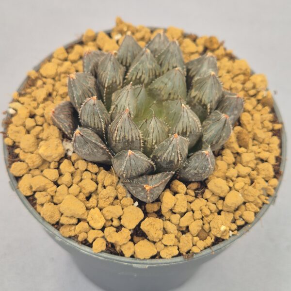Obtusa TW Haworthia híbrida