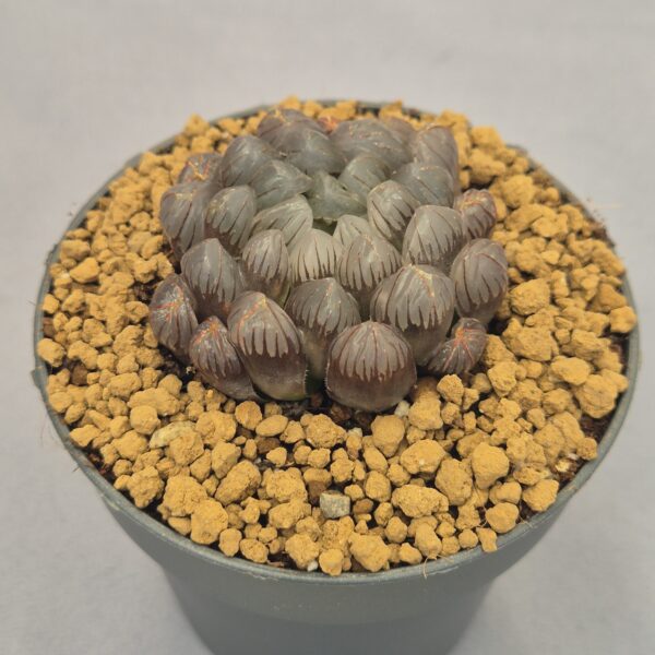 OB-1 Musasaki Haworthia híbrida