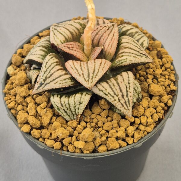 Haworthia híbrida ex. Shiratori House