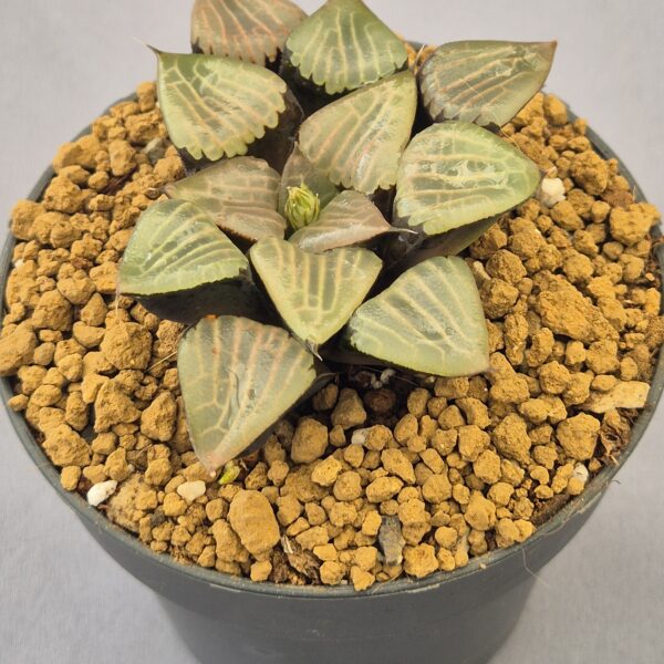 Haworthia híbrida ex. Shiratori House