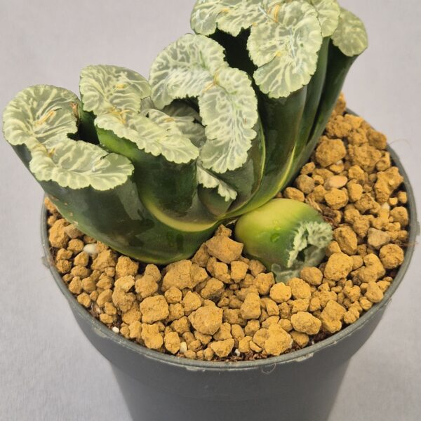 Haworthia híbrida ex. Shiratori House