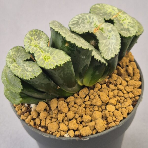 Haworthia híbrida ex. Shiratori House