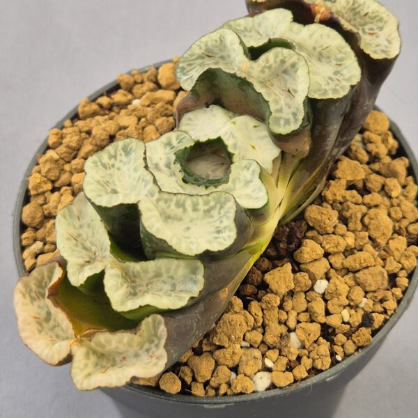 Haworthia híbrida ex. Shiratori House