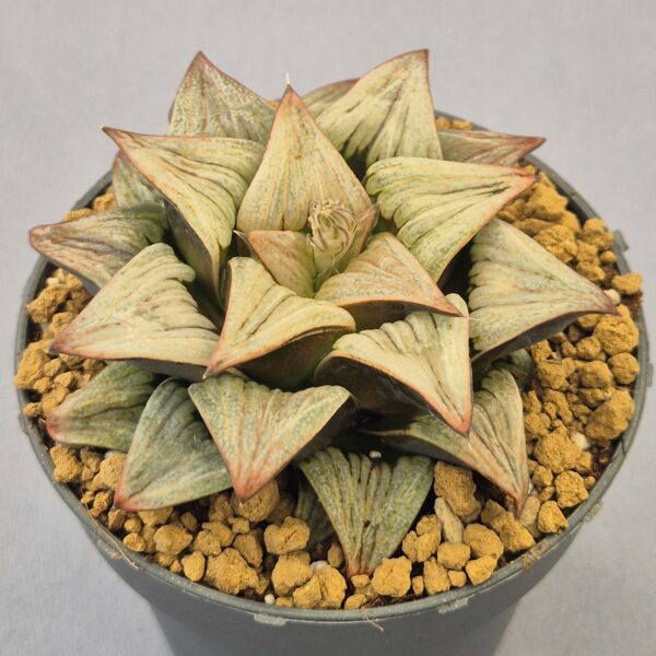Haworthia híbrida ex. Shiratori House