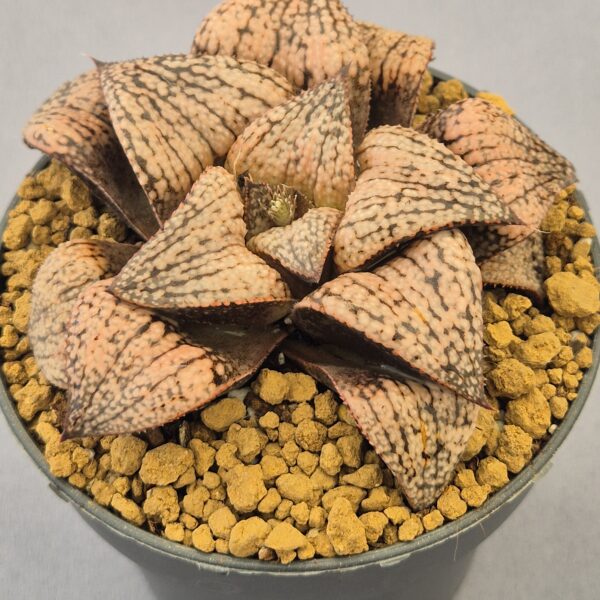 Haworthia híbrida ex. Shiratori House