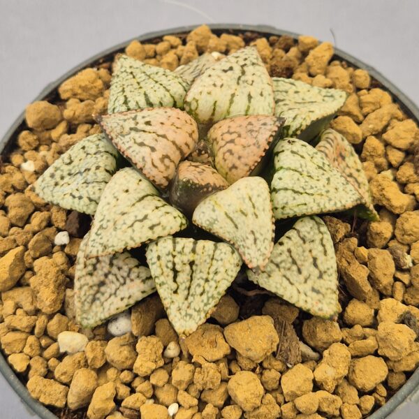 Haworthia híbrida ex. Shiratori House