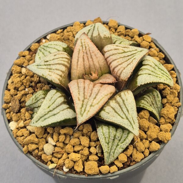 Haworthia híbrida ex. Shiratori House