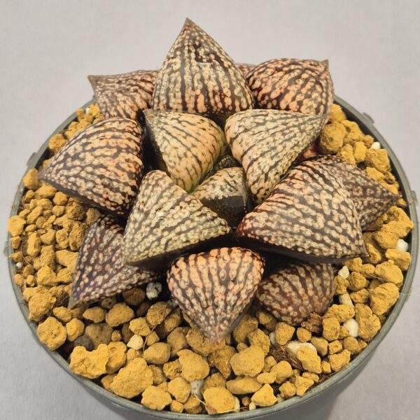 Haworthia híbrida ex. Shiratori House