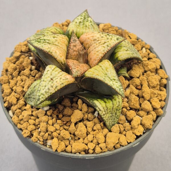 Haworthia híbrida ex. Shiratori House