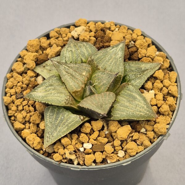 Haworthia D-Light híbrida