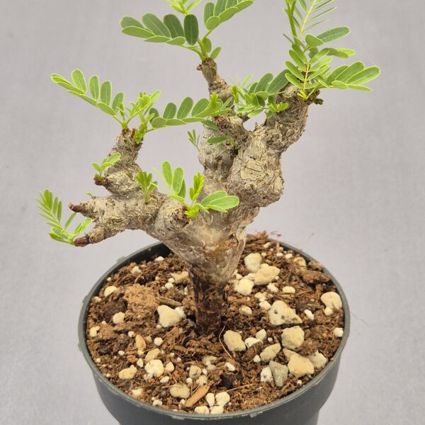 Senna meridionalis