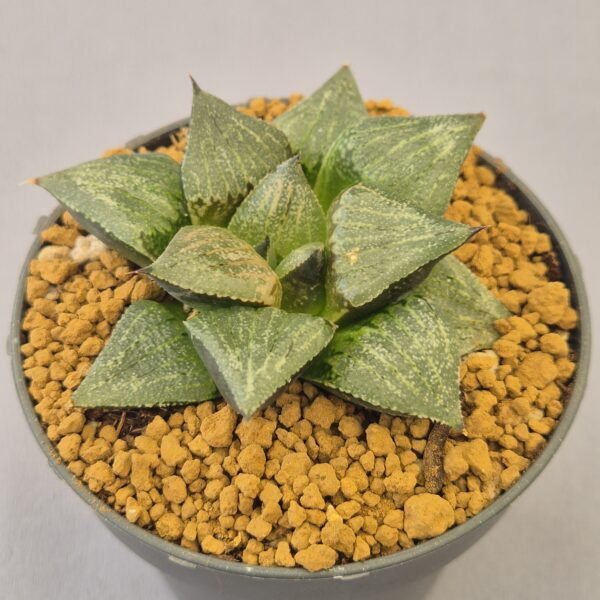 Haworthia D-Light híbrida