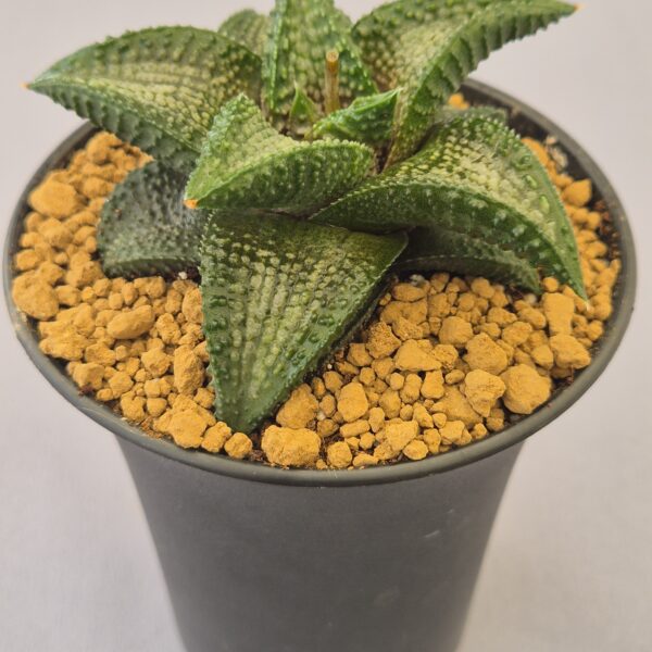 Haworthiopsis koelmaniorum híbrida