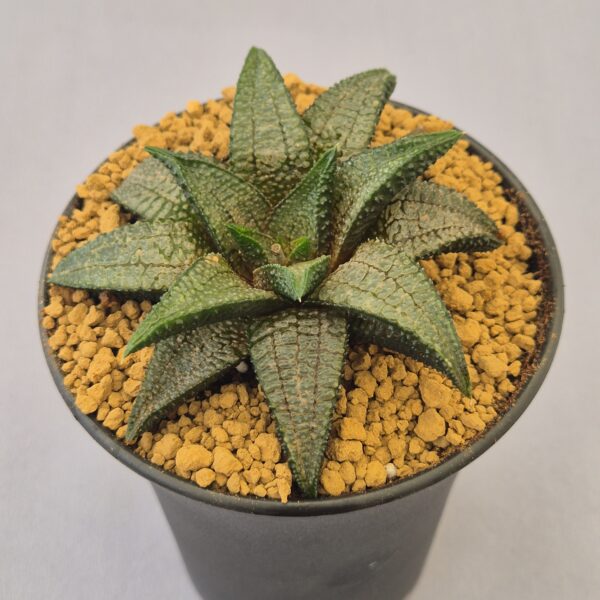 Haworthiopsis koelmaniorum híbrida