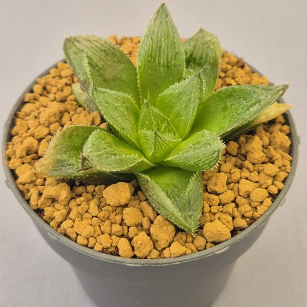 Wedding Bell Haworthia híbrida