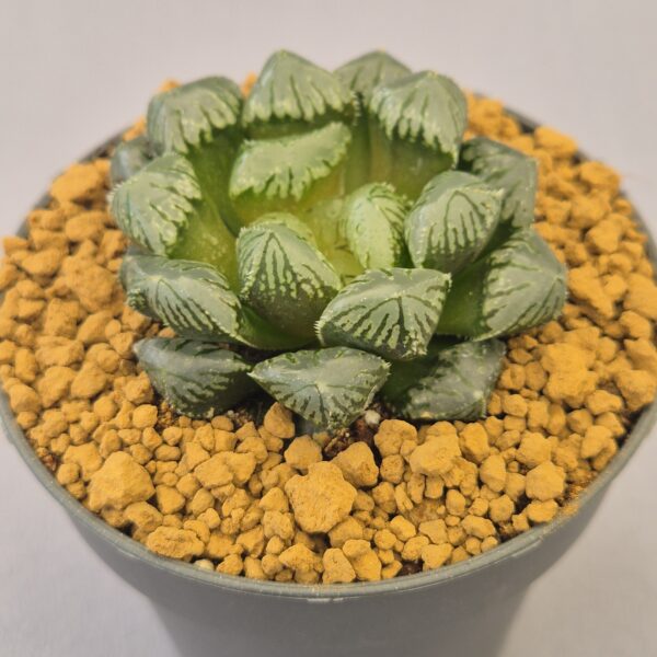 Tokumaru Black Gyokuro Haworthia Obtusa híbrida ex. Taiwan