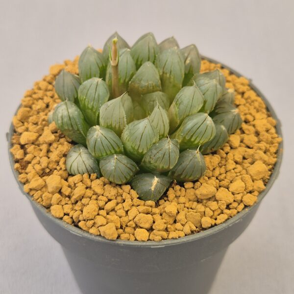 Black Obtusa Haworthia híbrida