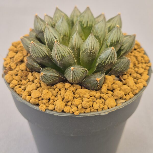 Obtusa TW Haworthia híbrida