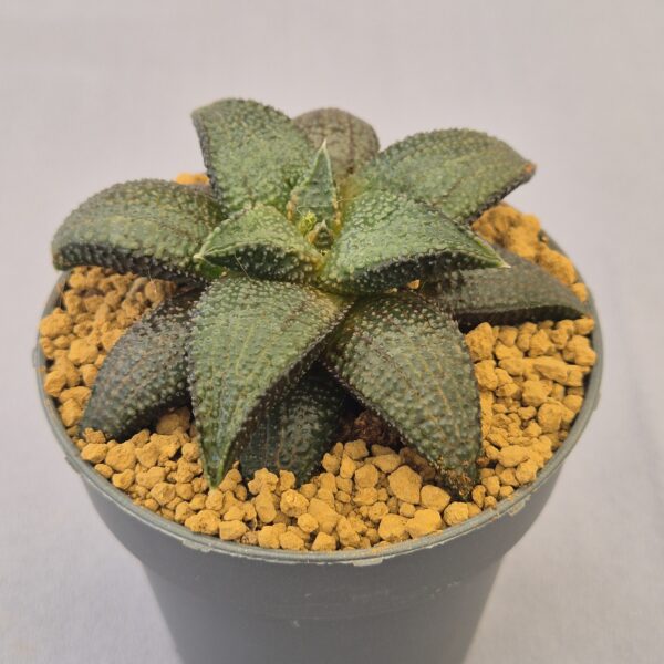 Haworthiopsis híbrida K-15