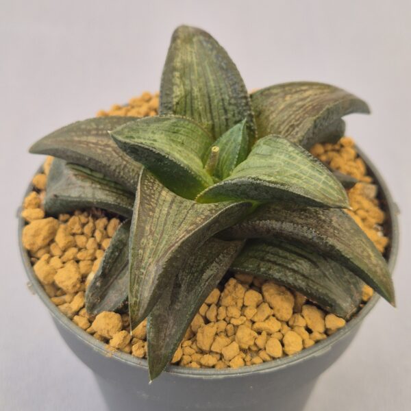 Haworthiopsis koelmaniorum híbrida
